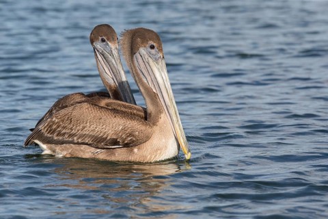 Brown Pelican (Pelecanus occidentalis), Cuba