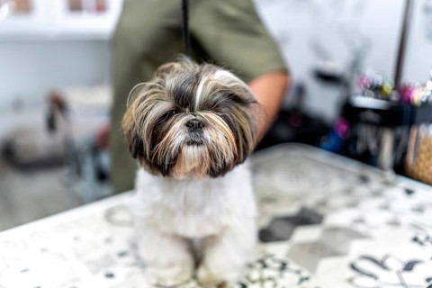 Shih tzu calmly sitting on grooming table as professional groomer trims and styles long fluffy coat