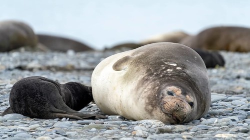 Southern elephant seal (Mirounga leonina), female with young lying on the pebble beach, other