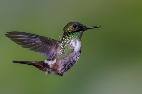 Festive Coquette (Lophornis chalybeus) flying and feeding at a flower in the Atlantic rainforest of