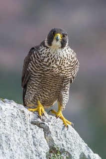 Peregrine Falcon (Falco peregrinus) perched on a rock, Istria, Croatia