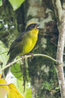 Choco Brush-finch (Atlapetes crassus) perched on a branch in Colombia, South America