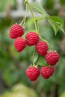 Raspberry (Rubus idaeus HIMBO TOP), Grüne Aue 7, Germany