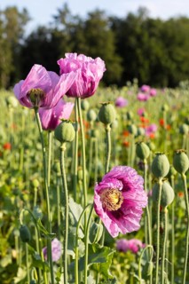 Blue poppy (Papaver somniferum) in a field near Callenberg, Saxony, Germany