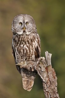 Great Grey Owl (Strix nebulosa) female, British Columbia, Canada