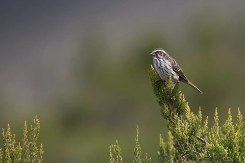 Streaky Seedeater (Crithagra striolata striolata), Oromia, Ethiopia