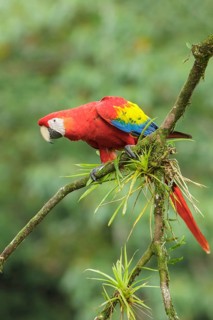 Scarlet Macaw (Ara macao) perched on a branch in Costa Rica