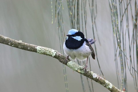 Superb Fairywren (Malurus cyaneus cyanochlamys) male perched on a branch, Victoria, Australia