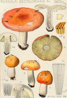 Mushroom, Mushrooms, Orange-red grey-stemmed russula, Russula decolorans, authentic reproduction of