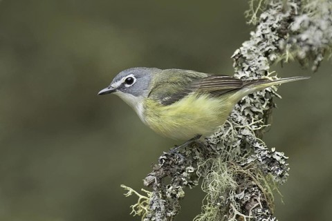 Blue-headed Vireo (Vireo solitarius) male, Michigan, USA
