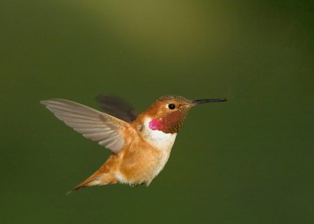 Male Rufous Hummingbird hovering