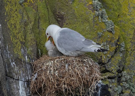 Black-legged Kittiwake (Rissa tridactyla) feeding chick in nest, Scotland, United Kingdom