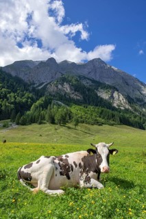 Cow lying on an alpine meadow, Eng-Alm, Karwendel Mountains, Tyrol, Austria