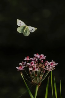 A Cabbage butterfly (Pieris brassicae) hovering over pink flowers, dark background, Hesse, Germany