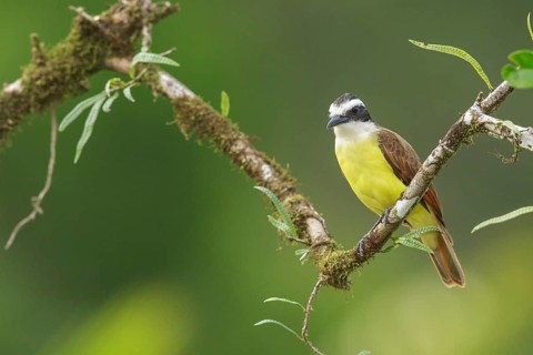 Great Kiskadee (Pitangus sulphuratus) perched on a branch in Costa Rica