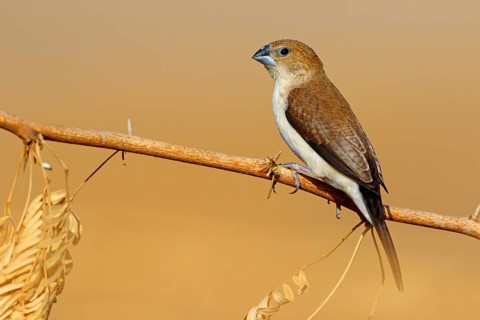 African silverbill, silver beak, silver pheasant, trusting bird, ornamental bird in Europe, family