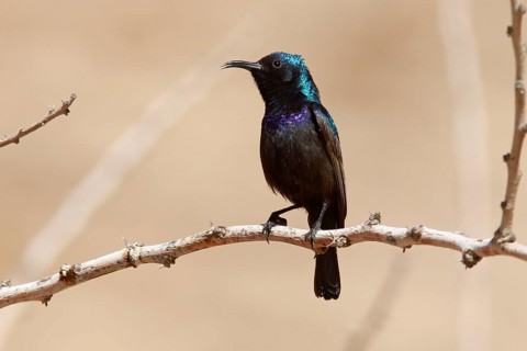 Palestine Sunbird (Cinnyris osea) male, Eilat, Israel