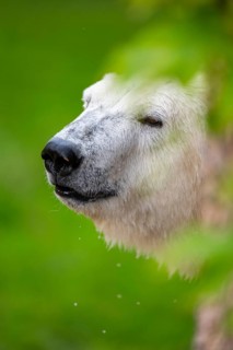 Polar bear (Ursus maritimus), portrait, captive, Germany