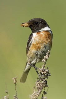 European Stonechat (Saxicola rubicola) male with insect in its beak, Rhineland-Palatinate, Germany