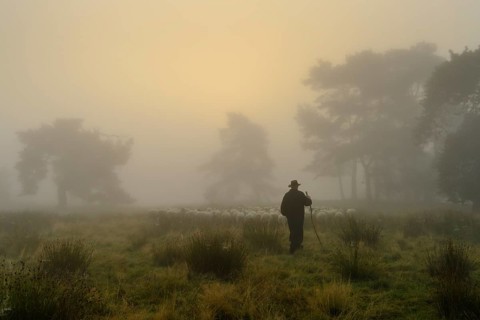 Herd of sheep with shepherd in heathland, Lower Saxony, Germany