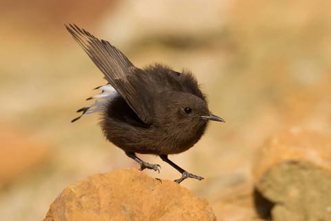 Black Wheatear (Oenanthe leucura) female, Morocco