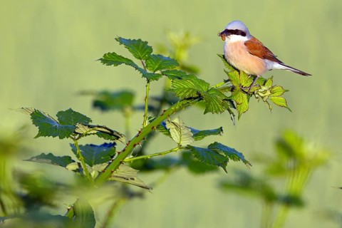 Red-backed shrike (Lanius collurio), Pie-griËche Ècorcheur, AlcaudÛn Dorsirrojo, Spider, spider,