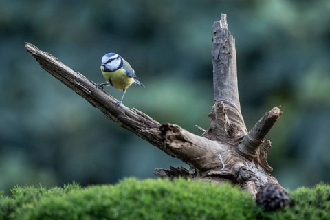 Blue tit (Parus caerulea), Emsland, Lower Saxony, Germany