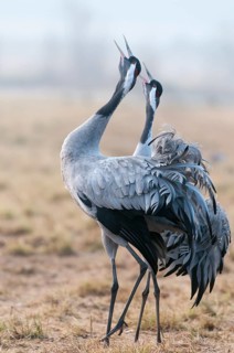Common Crane (Grus grus) calling, Sweden