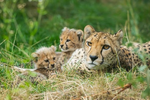 Cheetah (Acinonyx jubatus) mother with her youngsters, captive, occurrence Africa