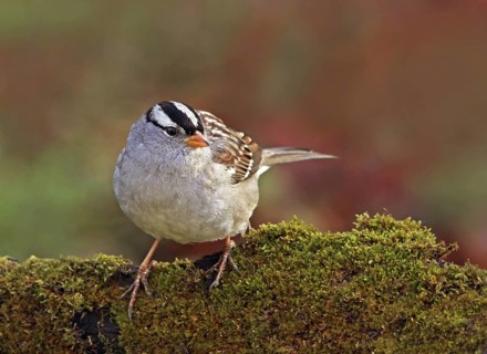 White-crowned Sparrow (Zonotrichia leucophrys), Saskatchewan, Canada