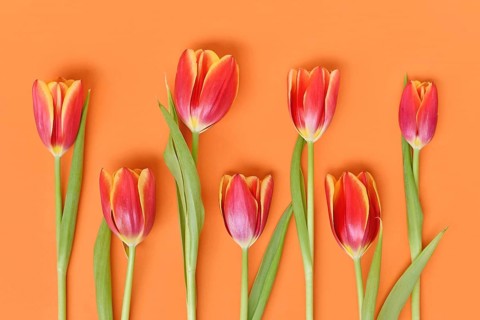 Top view of dark pink tulip flowers with yellow tips on orange background. Floral spring background
