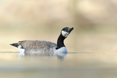 Canada Goose (Branta canadensis), North Rhine-Westphalia, Germany