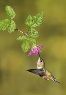 Rufous Hummingbird (Selasphorus rufus) female, British Columbia, Canada