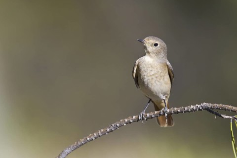 Common Redstart (Phoenicurus phoenicurus) female, Portugal
