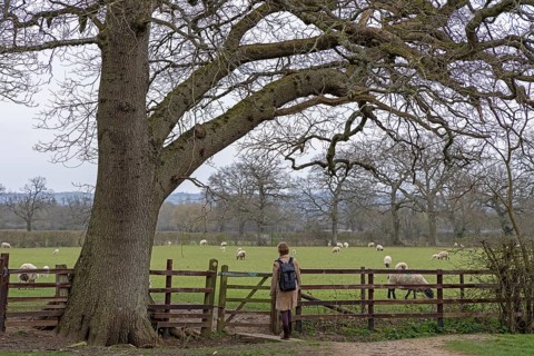 Woman looking at sheep pasture, tree, sheep, fence, public footpath, Moreton-in-Marsh, Cotswolds,