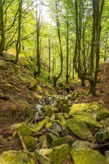 The river in the beech forest on the path up Mount Adarra in the town of Urnieta near San