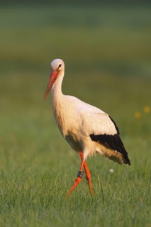White Stork (Ciconia ciconia) male foraging, North Rhine-Westphalia, Germany