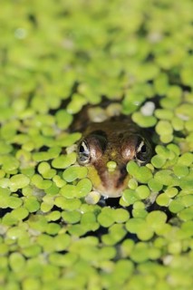 Edible Frog (Pelophylax esculentus, Rana esculenta) in a pond with duckweed (Lemna minor), North