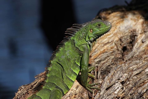 Green iguana (Iguana iguana) on Big Pine Key, Florida, USA