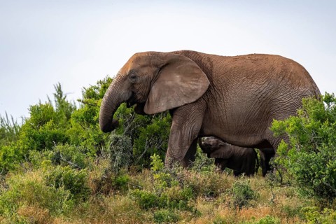African elephant (Loxodonta africana), Addo Elephant National Park, Eastern Cape, South Africa