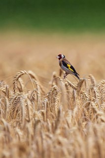 European Goldfinch (Carduelis carduelis) in a cornfield, Baden-Wuerttemberg, Germany