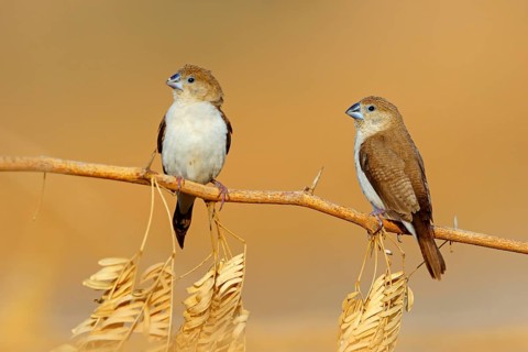 African silverbill, silver beak, silver pheasant, trusting bird, ornamental bird in Europe, family