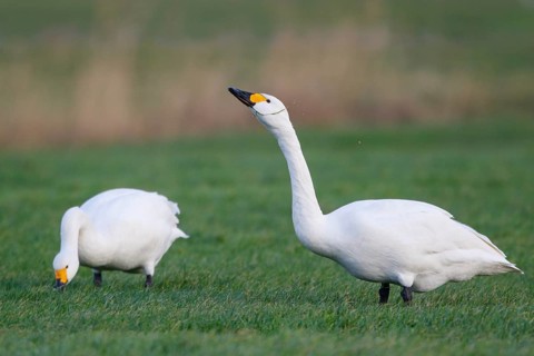 Tundra Swan (Cygnus columbianus bewickii) foraging, Netherlands