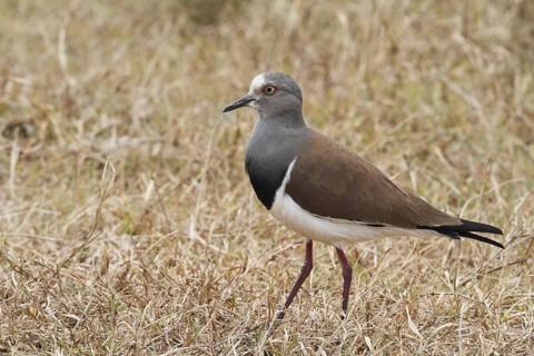 Black-winged Lapwing, Vanellus melanopterus, Uganda, Lake Victoria NP