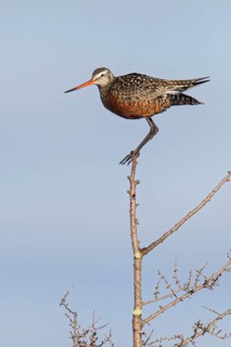 Hudsonian Godwit (Limosa haemastica) perched in a tree near Churchill, Manitoba, Canada