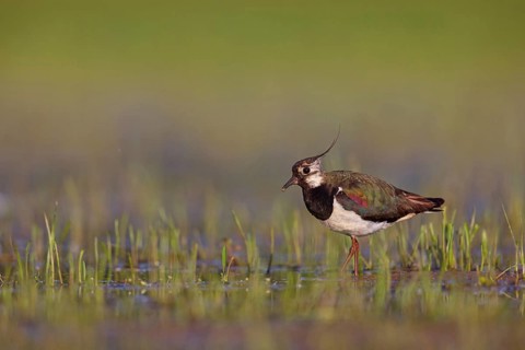 Lapwing, (Vanellus vanellus), biotope, habitat, foraging, animals, birds, plover family, Floating