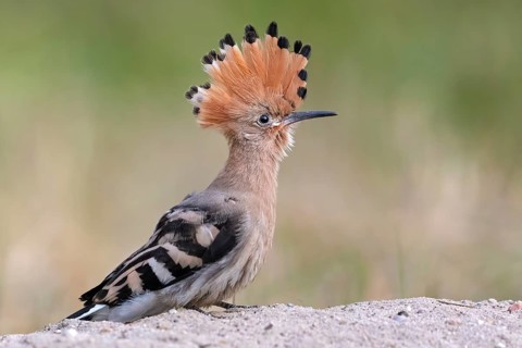 Eurasian Hoopoe (Upupa epops) juvenile perched on the ground, Saxony-Anhalt, Germany