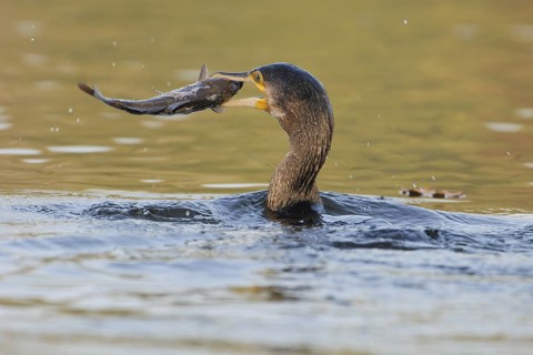 Great Cormorant (Phalacrocorax carbo), North Rhine-Westphalia, Germany