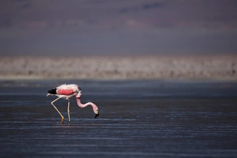 An Andean Flamingo searches for shrimp in a salt lake in the altiplano of the Atacama Desert in