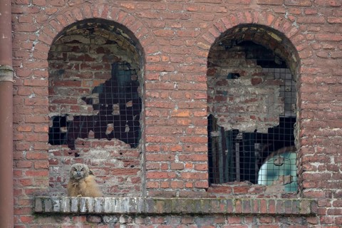 Uhu (Bubo bubo), Eagle Owl, Jungvogel im Nest, Juni, Zeche Ewald, Herten, Ruhrgebiet,